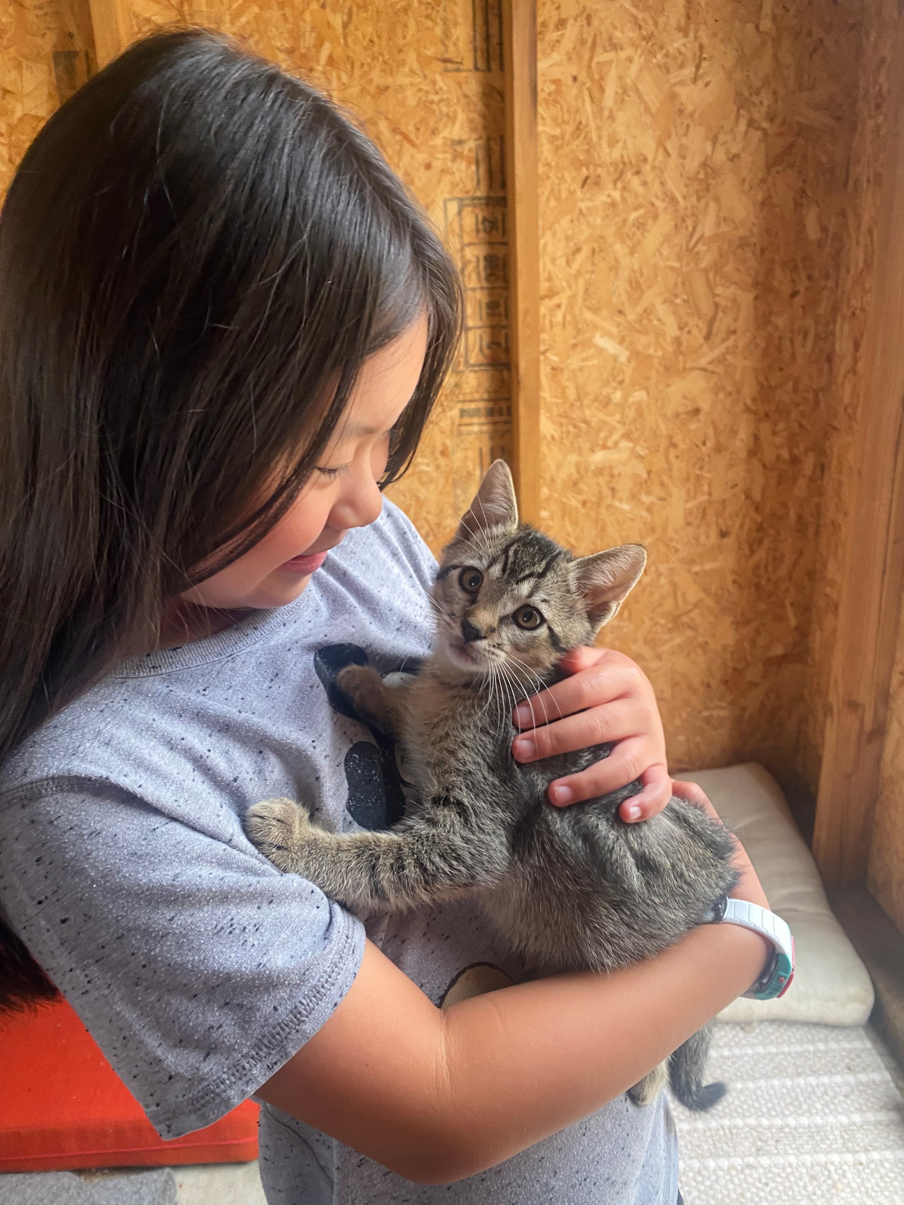 Gentle kitten care