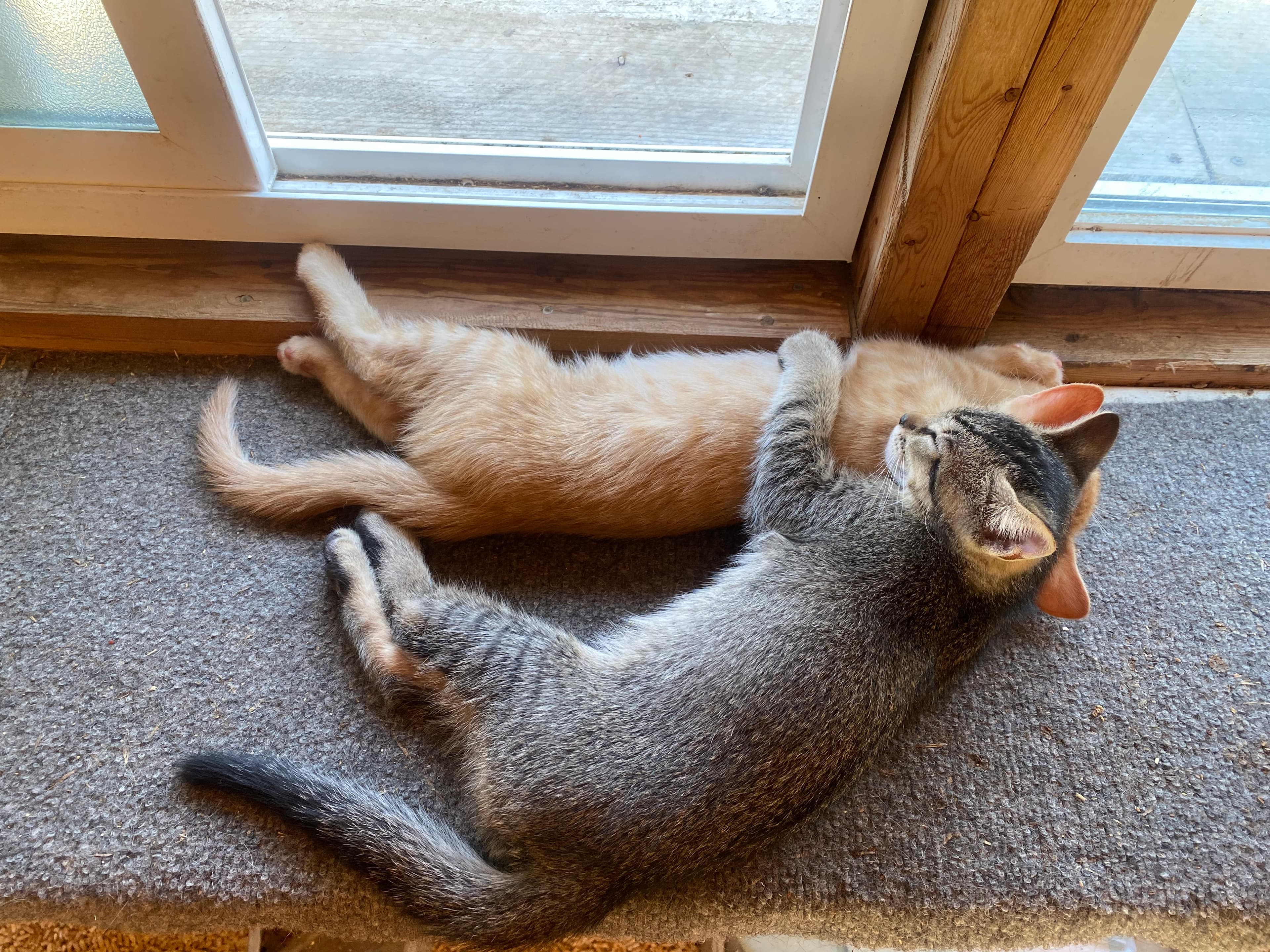 Happy pets resting