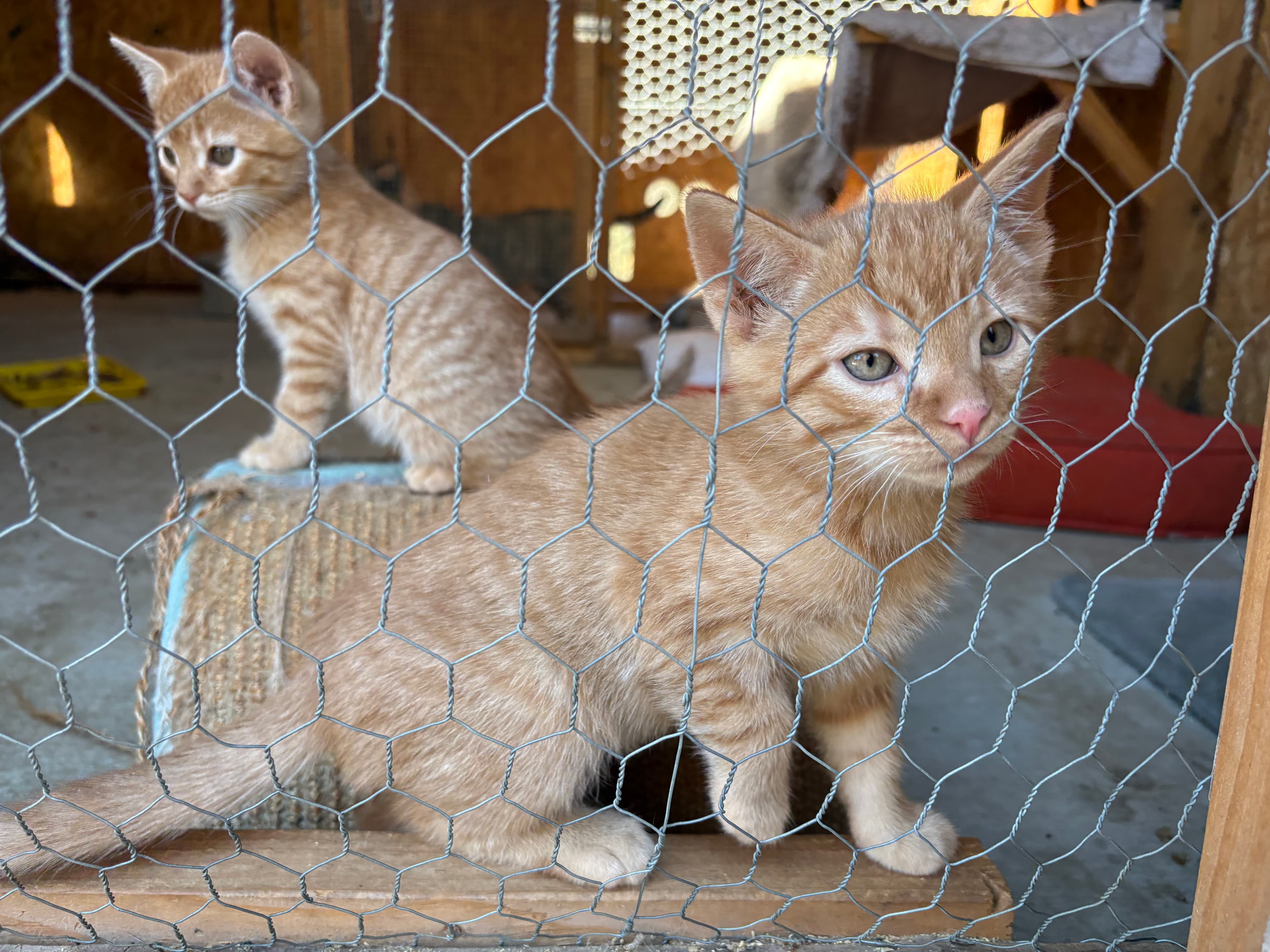 Kittens in our care