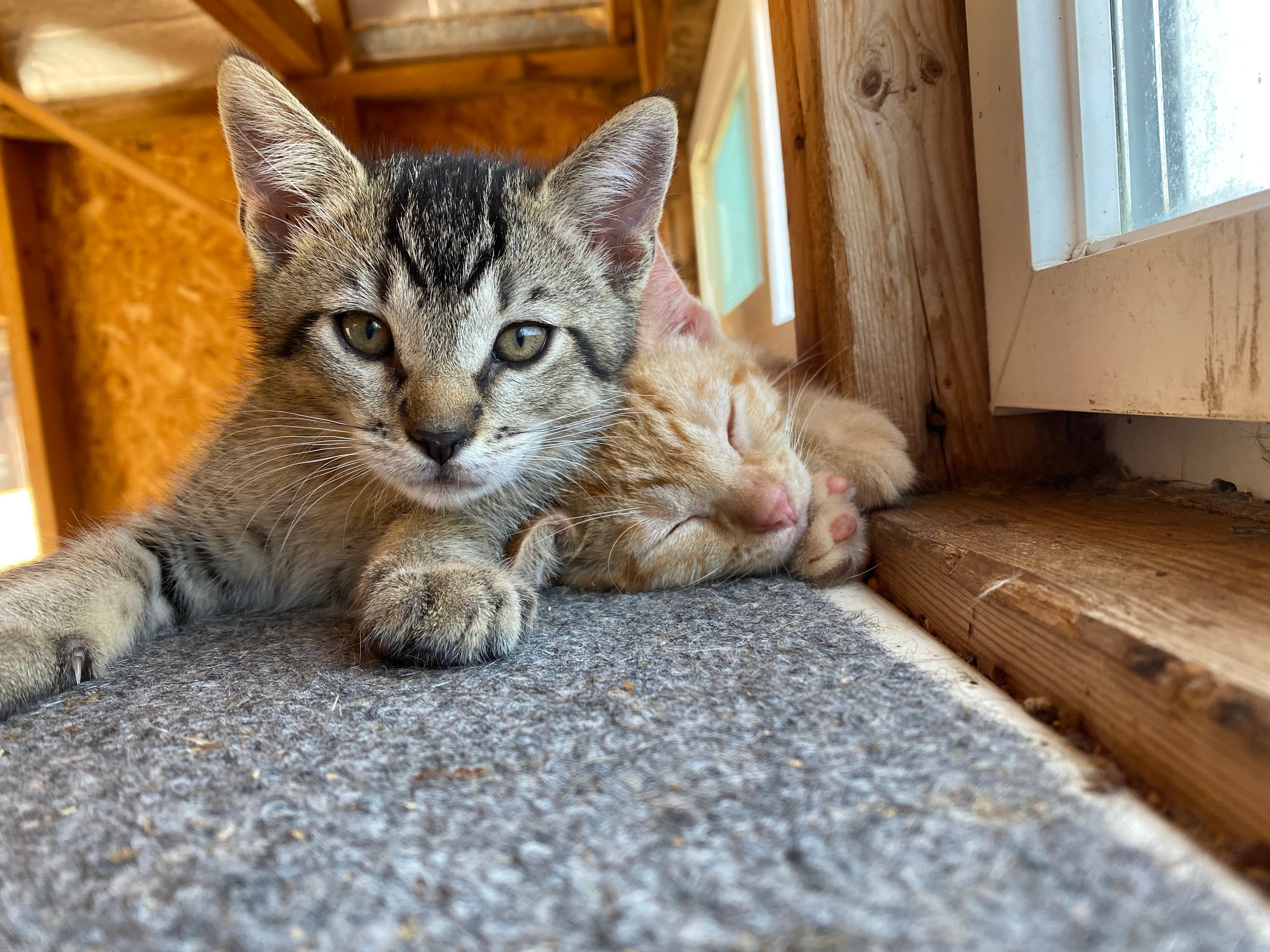 A playful cat at our clinic