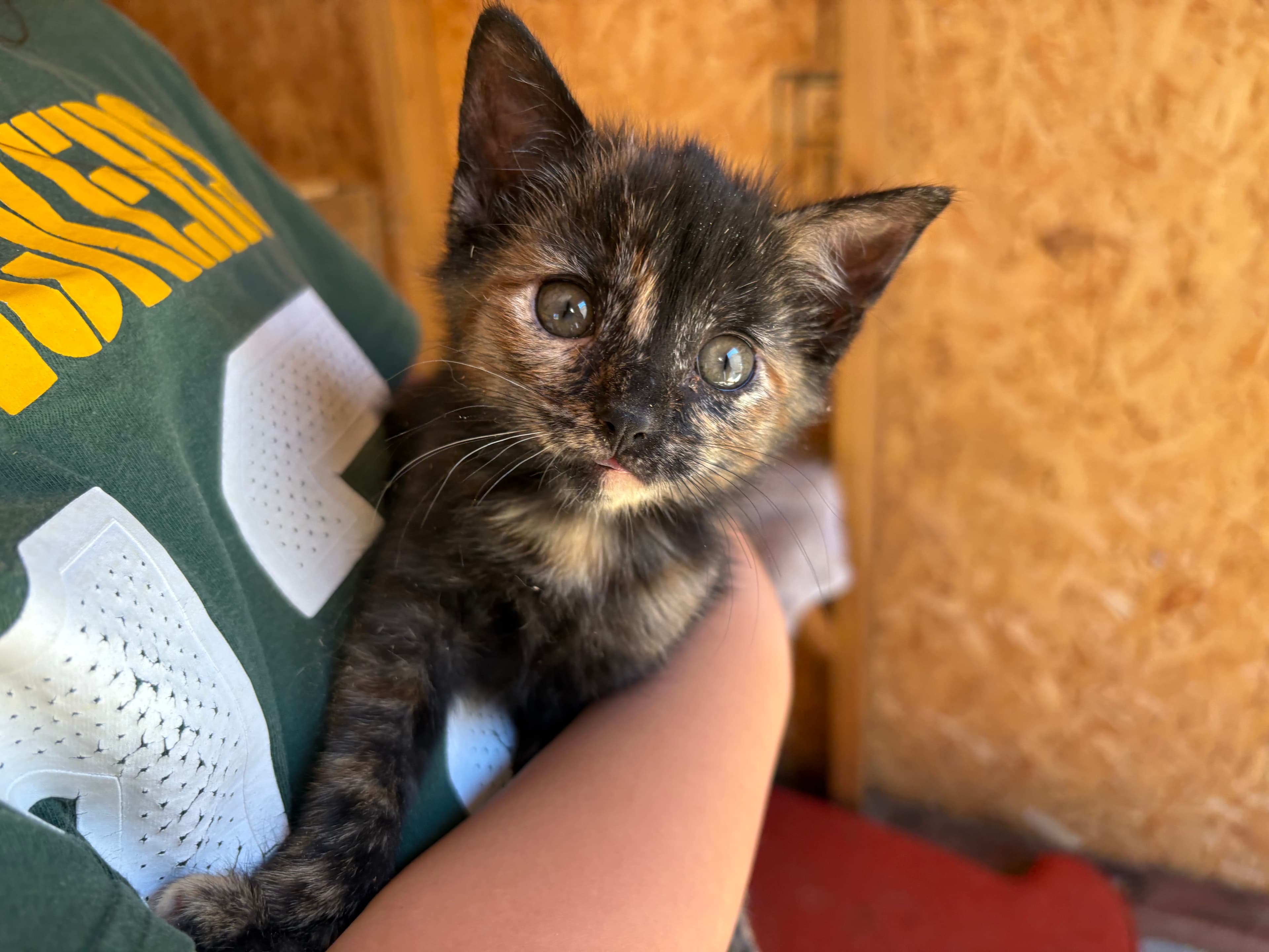 On-site pet shop